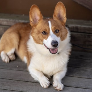 コーギーのオスで活発です！