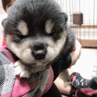 抱っこが大好き！黒柴男の子です！