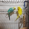 セキセイインコ里親募集 サムネイル2