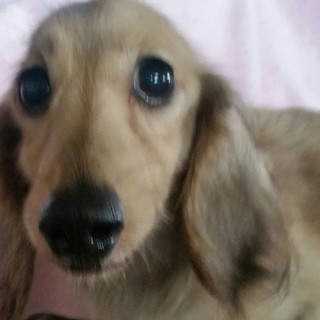 ナッツ里親募集中