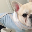 フレンチブルドッグ♂