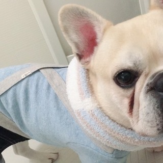 フレンチブルドッグ♂