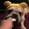 フレンチブルドッグ♂ サムネイル3