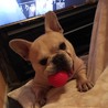 フレンチブルドッグ♂ サムネイル4