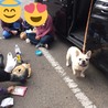フレンチブルドッグ♂ サムネイル5