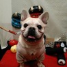 フレンチブルドッグ♂ サムネイル2