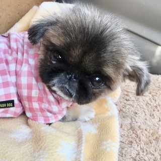 ペキニーズ ゆきのちゃん/有難うございました！