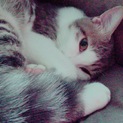 急募です！可愛がってください(;_;)
