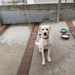 ラブラドールの里親募集