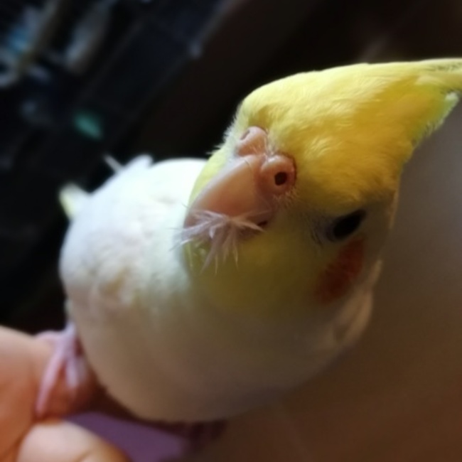 ミドリームのカバー写真