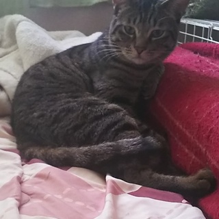 人見知りの内弁慶、ちいくん