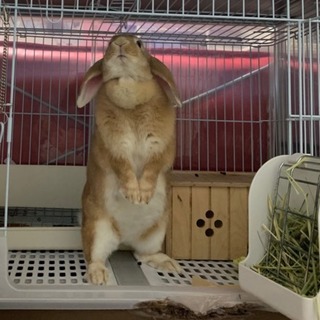 ネザーランド　ロップイヤーのウサギ