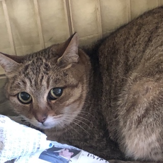 久留米市/かわいい♀猫 里親募集