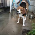 元番犬のビーグルです