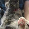 人間大好き❤肉球が魅力