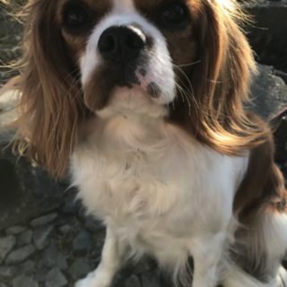 人が大好き遊ぶの大好き元気な女の子