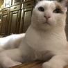 ぶっぴー
