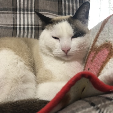 ぶっぴー