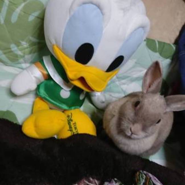 ひろりん11のカバー写真