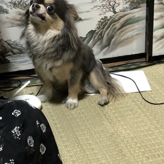この子を幸せにしてあげられる家庭を探しています。