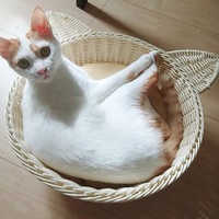 きなこ