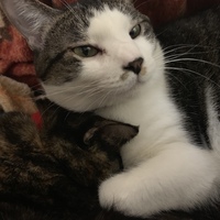 かん