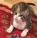 アイライン美猫【ジュリ】