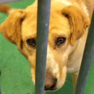 センターより引き出し一時保護されました