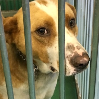 センターより引き出し一時保護されました