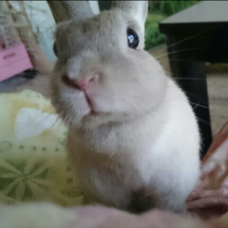 ネザーランドのうさぎです