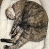の写真