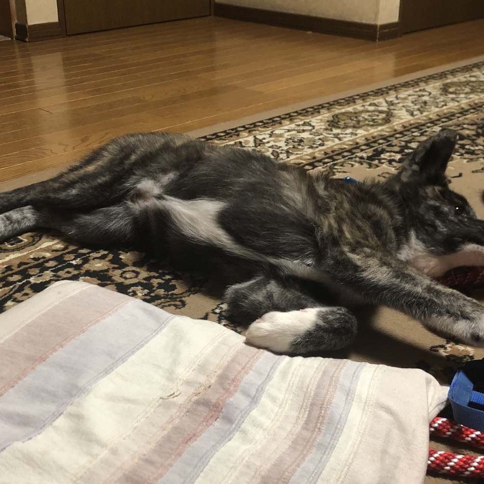 木の実のカバー写真