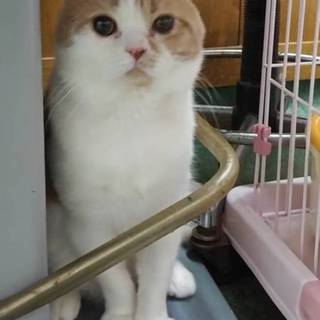 おとなしい子です