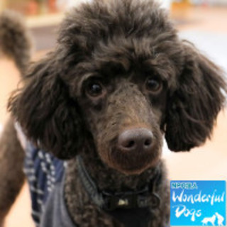 「めかぶ」Mプードル♂