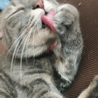 きい