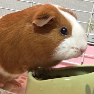 2年9ヶ月育ててきましたが…