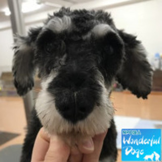 「オーボエ」Mシュナ♂