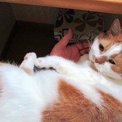 寒いと甘えん坊のブリティッシュショートヘア