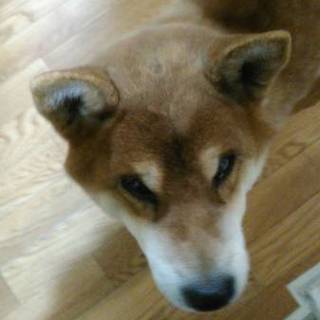 行先決定！ネグレクトの柴おじいちゃん看取り希望