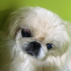 しつこいなぁ (T ^ T)