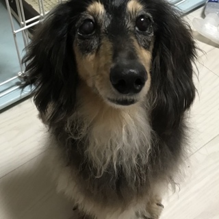 里親様決定！ありがとうございました