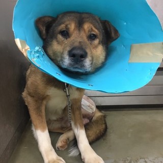 獅子罠断脚、うら吉君をよろしく