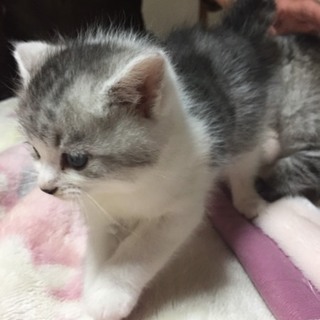 生後1ヶ月半位のおチビちゃん