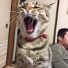 アクビの瞬間が撮れました