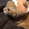柴犬の被り物