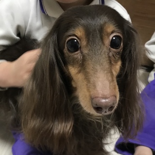 里親様決定！ありがとうございました