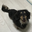 里親様決定！ありがとうございました