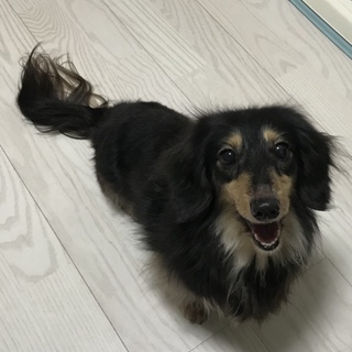 里親様決定！ありがとうございました