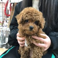 トム