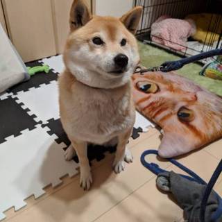 保護犬　可愛がってくださいませんか?